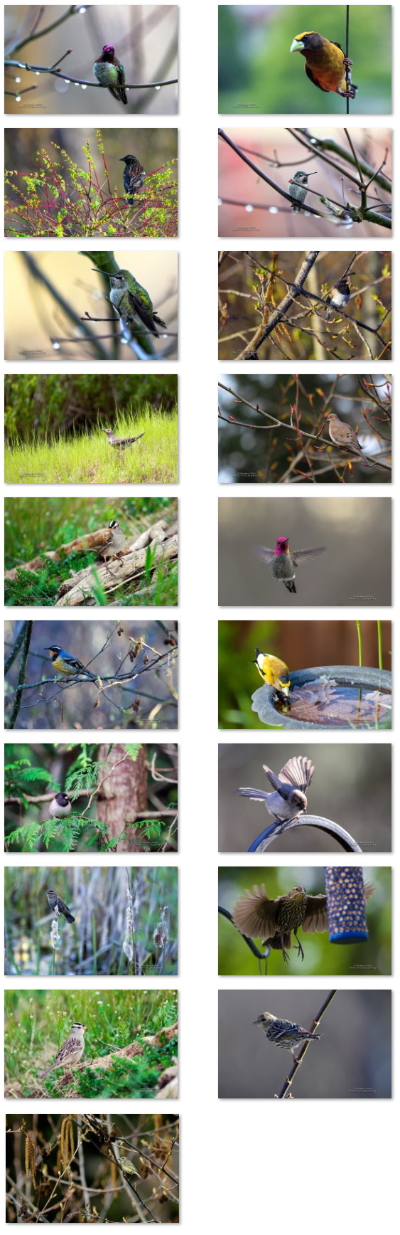 Pacific Northwest Birds wallpapers
